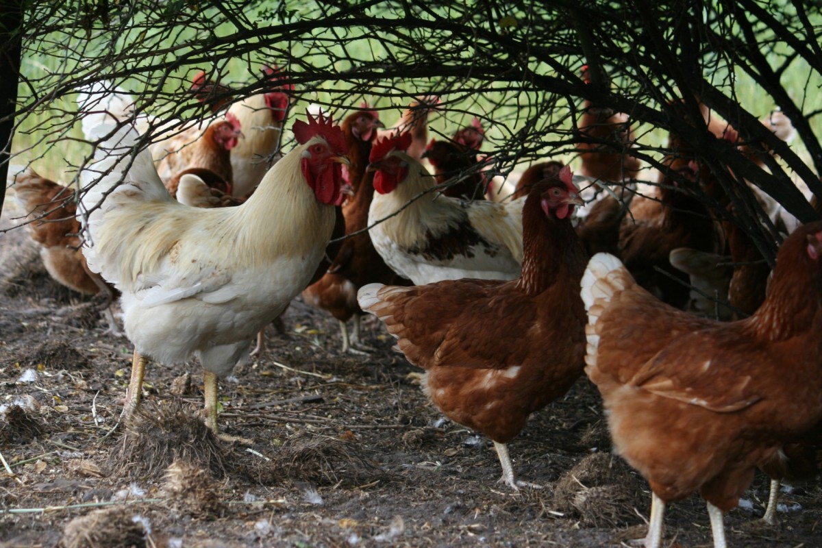 Haantjes en leghennen – De Lankerenhof